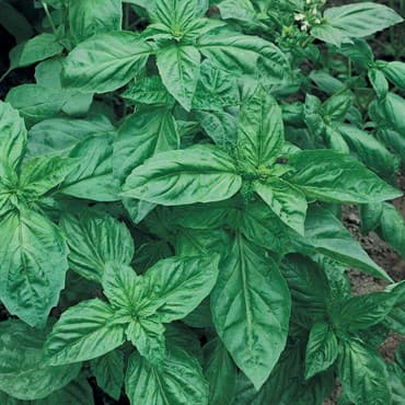 Basil, Genovese 1/4oz — photo 1 of 2