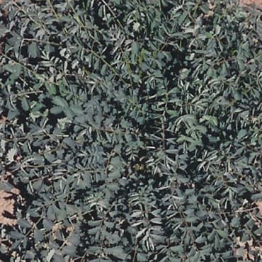 Salad Burnet 1/4oz — photo 1 of 2