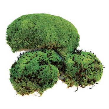 SuperMoss 200cu Bag Preserved Royal Pool Moss — photo 1 of 2