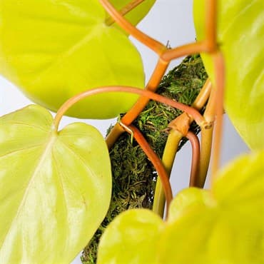 SuperMoss 18" Moss Pole — photo 1 of 2