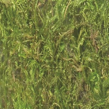 SuperMoss 3# Bulk Preserved Forest Moss — photo 1 of 2
