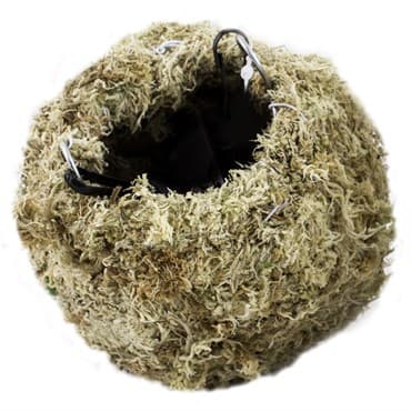 SuperMoss 4" Kokedama Sphagnum Ball Planter — photo 1 of 2