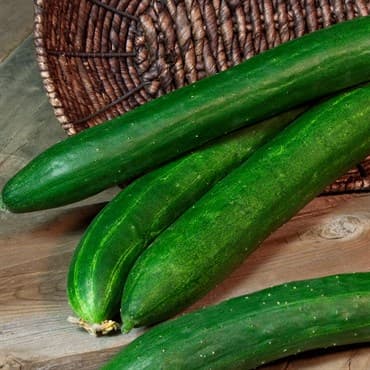Cucumber, Tasty Green/ Burpless #26 100 Seed Count — photo 1 of 2