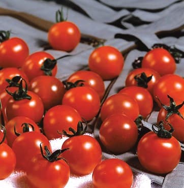 Tomato, Sweet Million Treated 10,000 Seed Count — photo 1 of 2