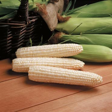 CORN, AVALON LBS — photo 1 of 2