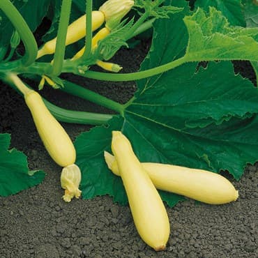 Squash, Fortune Farmore Treated 500 Seed Count — photo 1 of 2