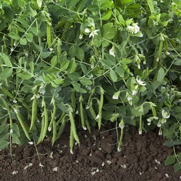 Peas, Snak Hero 1lb — photo 1 of 2