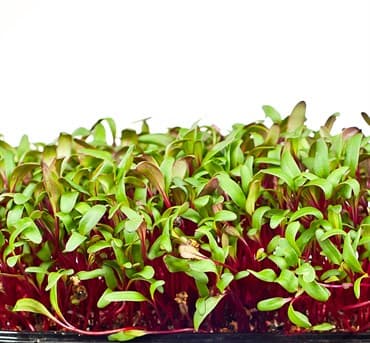 Microgreens, Early Wonder Green Top 2 Grams — photo 1 of 2