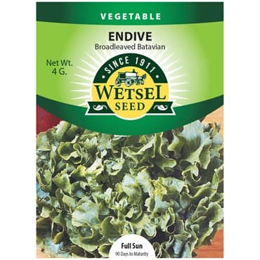 Endive, Broad Leaf Batavian 4 Grams — photo 1 of 2