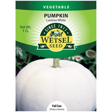 Pumpkin, Lumina White 1 Gram — photo 1 of 2