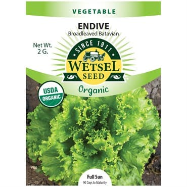 Endive, Organic Batavian 2 Grams — photo 1 of 2