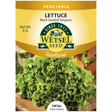 Lettuce, Heirloom Black Seeded Simpson 3 Grams — photo 1 of 2