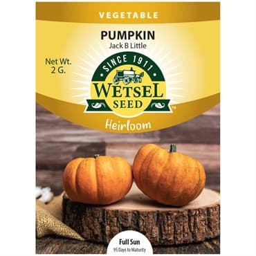 Pumpkin, Heirloom Jack B Little 3.5 Grams — photo 1 of 2