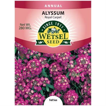 Alyssum, Royal Carpet 280mg — photo 1 of 2