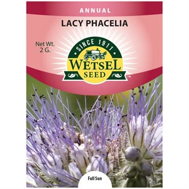 Lacy Phacelia 2 Grams — photo 1 of 2