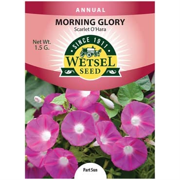 Morning Glory, Scarlet O'hara 1.5 Grams — photo 1 of 2