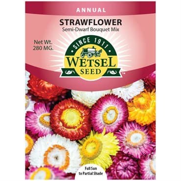 Helichrysum, Strawflower Semi Dwarf Bouquet Mix 280mg — photo 1 of 2