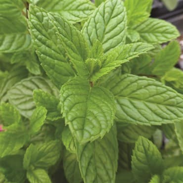Spearmint 1/16oz — photo 1 of 2