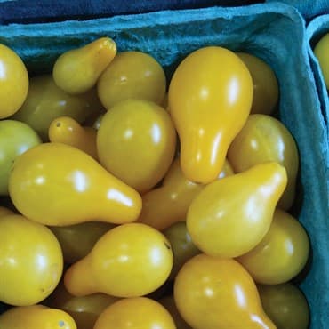 Tomato, Yellow Pear 1000 Seed Count — photo 1 of 2