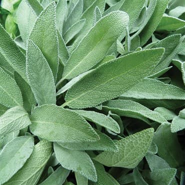 Sage 1oz — photo 1 of 2