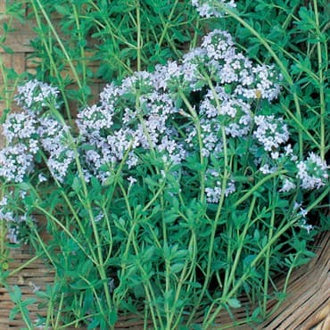 Thyme 1/16oz — photo 1 of 2