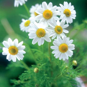 Chamomile, German 1/2oz — photo 1 of 2